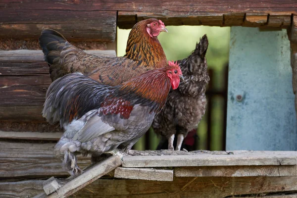 Galinhas Livre Campo — Fotografia de Stock