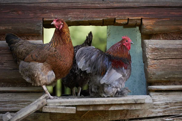 Găini Rază Liberă Câmp — Fotografie, imagine de stoc