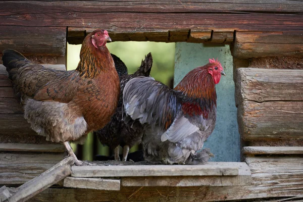 Free range chickens in field