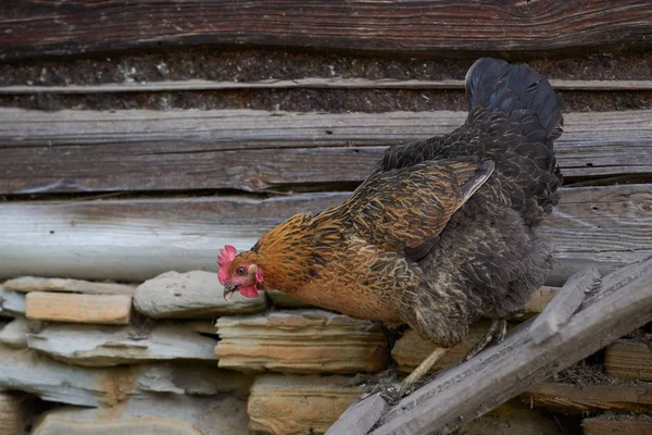 Szabad Tartású Csirkék Területén — Stock Fotó