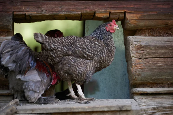 Pollos Campo Libres — Foto de Stock