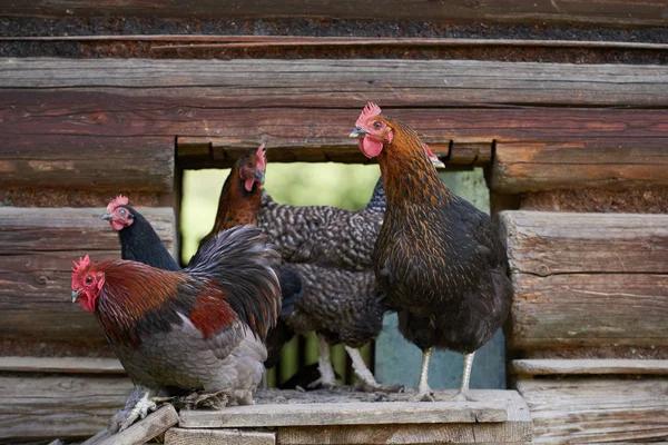 Κοτόπουλα Ελεύθερης Εμβέλειας Στον Τομέα — Φωτογραφία Αρχείου
