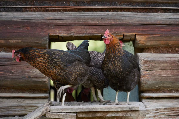 Free Range Chickens Field — Stock Photo, Image