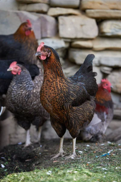 Pollos Campo Libres — Foto de Stock