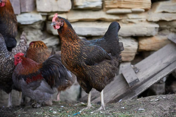 Pollos Campo Libres — Foto de Stock