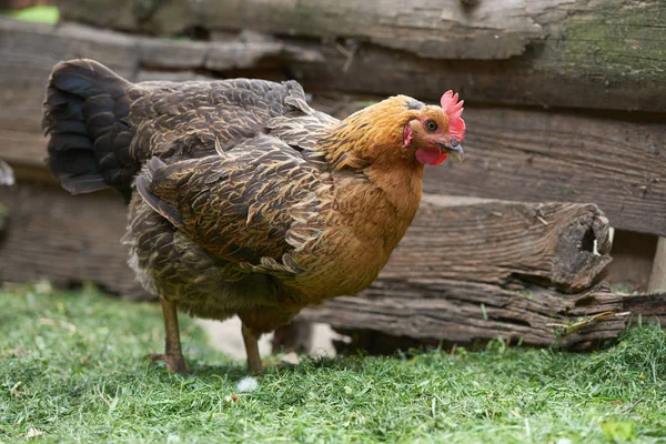 Pollos Campo Libres — Foto de Stock