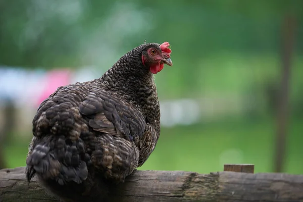 Pollos Campo Libres — Foto de Stock