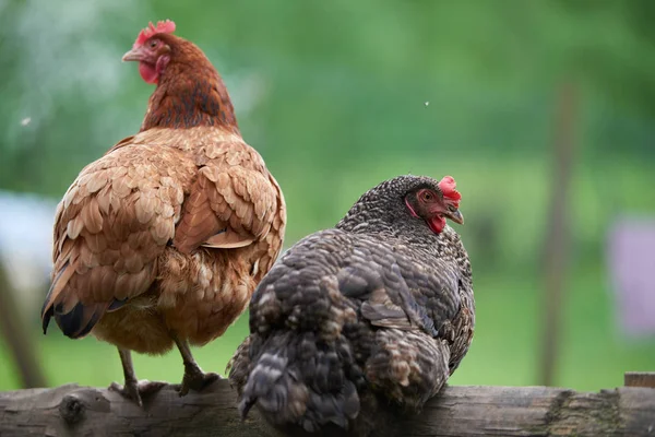 Κοτόπουλα Ελεύθερης Εμβέλειας Στον Τομέα — Φωτογραφία Αρχείου