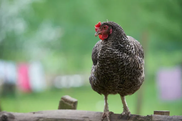 Pollos Campo Libres — Foto de Stock