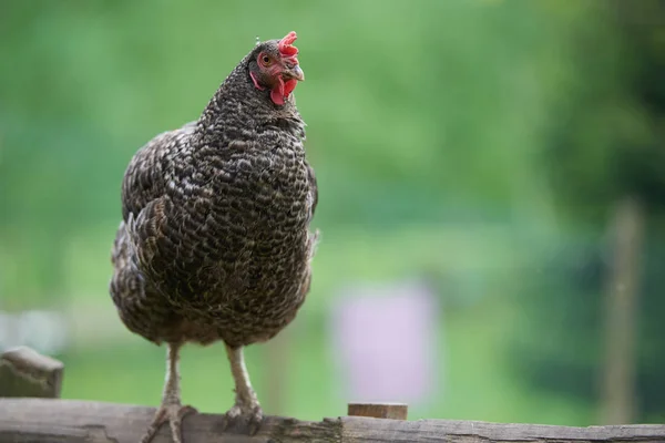 Pollos Campo Libres — Foto de Stock