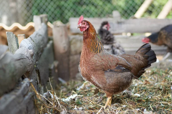 Pollos Campo Libres — Foto de Stock