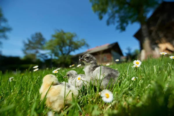 Csirkék Szabadban Tavaszán — Stock Fotó