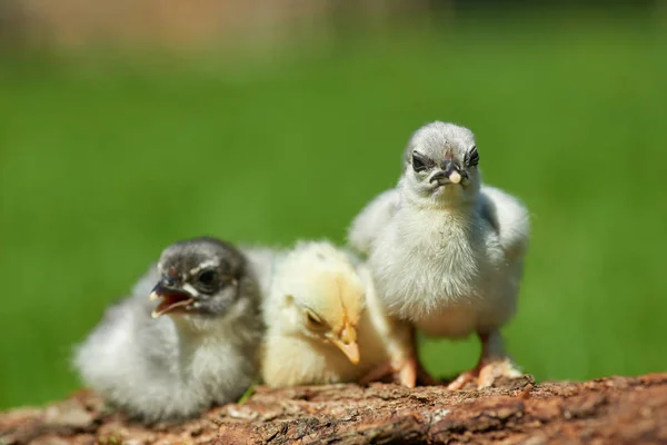 Tavuk Açık Havada Bahar — Stok fotoğraf