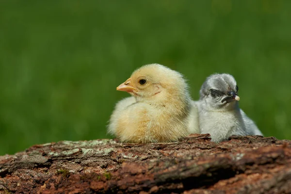 Hühner Frühling Freien — Stockfoto