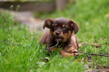 çimüzerinde oynayan küçük, sevimli küçük bir köpek