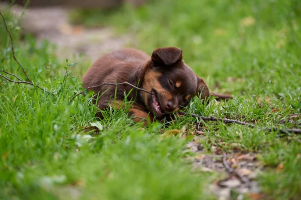 Anjing kecil yang lucu bermain di rumput. — Stok Foto