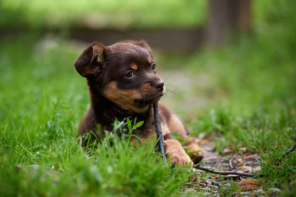 Un pequeño, lindo perrito jugando en la hierba —  Fotos de Stock