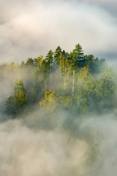 foggy forest in the morning