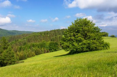 Yeşil çayırdaki yalnız ağaç.