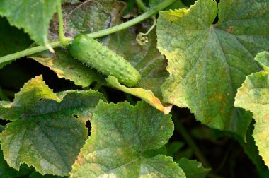 organik salatalık yetiştiriciliği