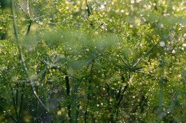 rezene soyut arka plan