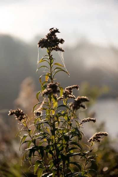 Wilde planten in het najaar — Stockfoto