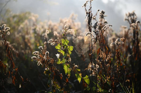 Piante selvatiche in autunno — Foto Stock