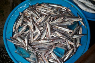 Vietnam pazarında buzlukta taze balık.