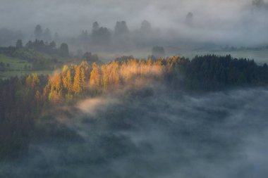 Yaz sabahı güneşi sisli ormandaki ağaçları aydınlatıyor.