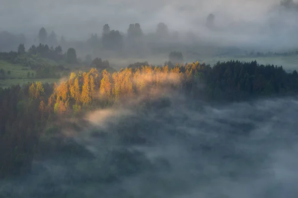 Sole Del Mattino Estate Illumina Gli Alberi Nella Foresta Nebbiosa — Foto Stock