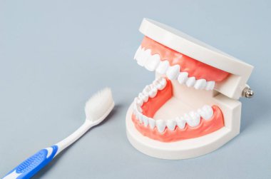 Beyaz dişler modeli ve gri arka plan üzerinde toothbursh.