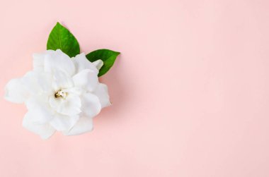 Metin veya ileti için boş alan ile pembe arka plan üzerinde taze beyaz ve yeşil yaprak.