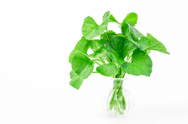 Centella Asiatica Fresca Foglia Asiatica Pennywort Sfondo Bianco — Foto Stock