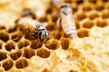 Bal peteğinde çalışan arılar makroyu kapatır.