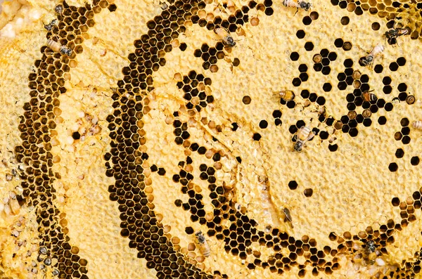 蜂の巣の中で働く蜂はマクロなイメージを閉じます — ストック写真