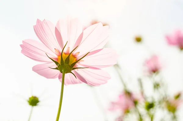 美しいピンクのコスモスの花の背景にヴィンテージスタイル — ストック写真