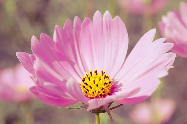 Güzel Pembe Kozmos Çiçekleri Eski Tarz Arka Planda — Stok fotoğraf