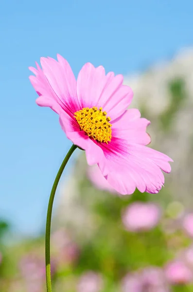 Φύση Φόντο Του Όμορφου Ροζ Τομέα Λουλούδι Σύμπαν — Φωτογραφία Αρχείου