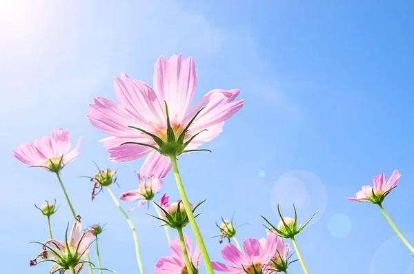 Mavi Gökyüzündeki Güzel Pembe Kırmızı Kozmos Çiçek Tarlasının Doğa Arka — Stok fotoğraf