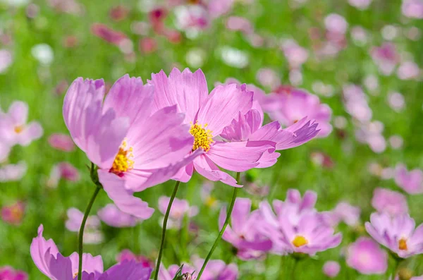 Güzel Pembe Kozmos Çiçek Tarlasının Doğa Arka Planı — Stok fotoğraf
