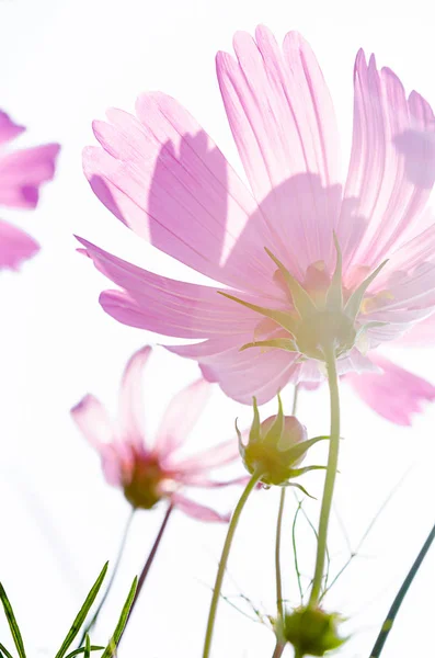 Όμορφο Ροζ Κόσμο Λουλούδια Φόντο Vintage Στυλ — Φωτογραφία Αρχείου