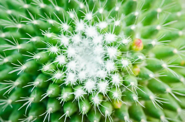 Cactus planta hojas patrón . — Foto de Stock