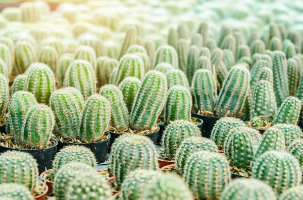 Cactus is the scientific name Mila sp — Stock Photo, Image