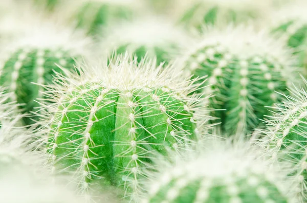 Enfoque selectivo de cerca en el cactus de barril dorado . — Foto de Stock