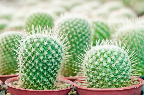 Cactus plant in garden cactus. — Stock Photo, Image