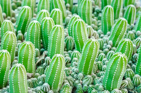 Echinopsis subdenudata Kaktuspflanze im Garten. — Stockfoto