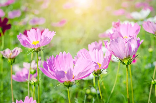 Hermoso campo de flores cosmos rosa . — Foto de Stock