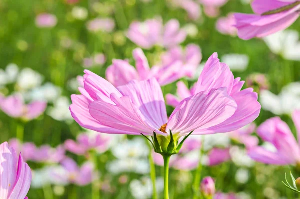 Güzel pembe cosmos çiçek alanı. — Stok fotoğraf