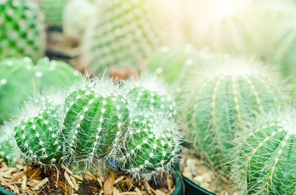 Cactus is the scientific name Mila sp. — Stock Photo, Image