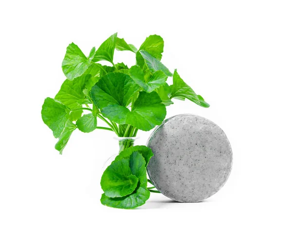 Soap centella asiatice with fresh green leaf centella. — Stock Photo, Image